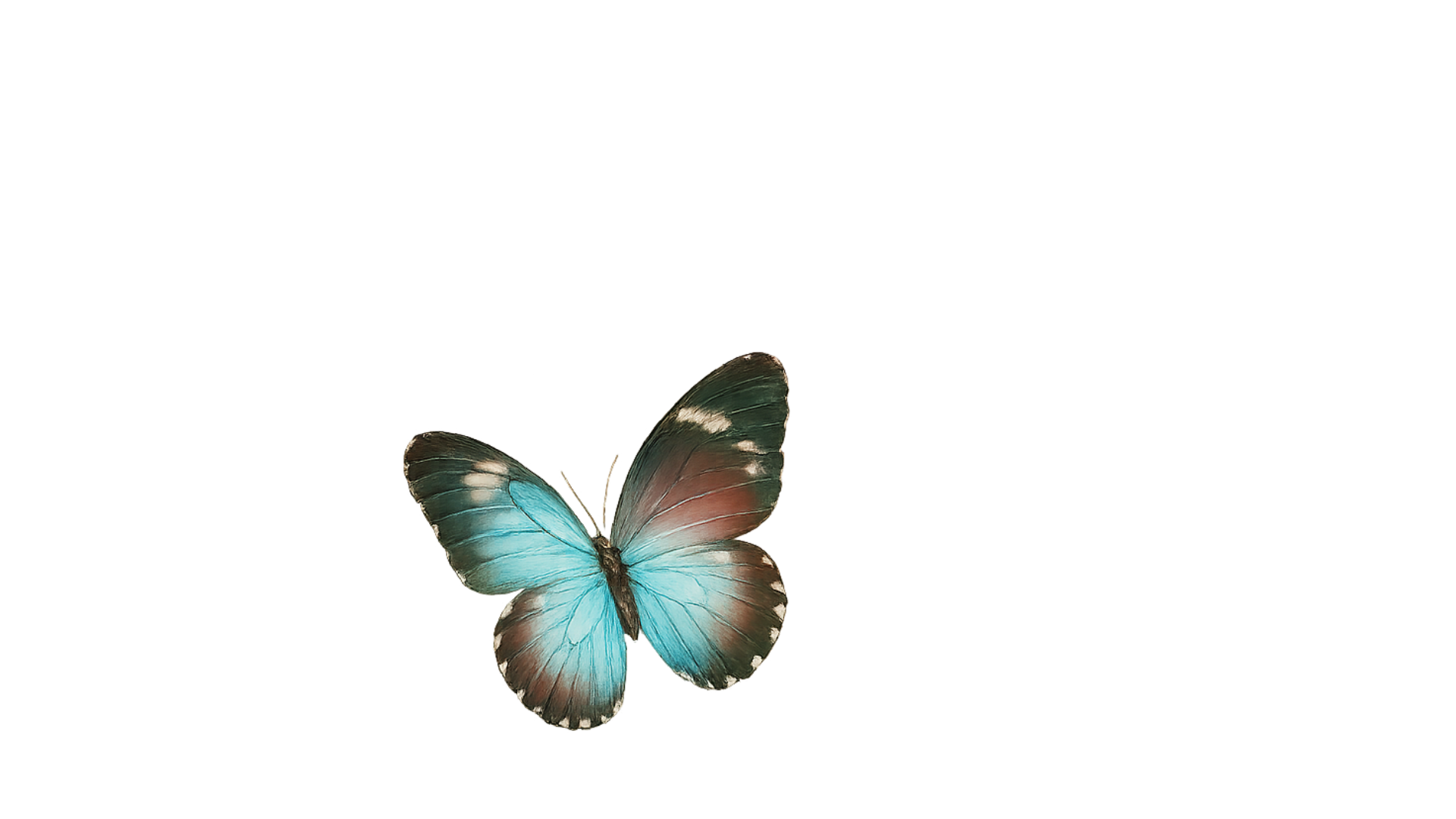 borboleta 3