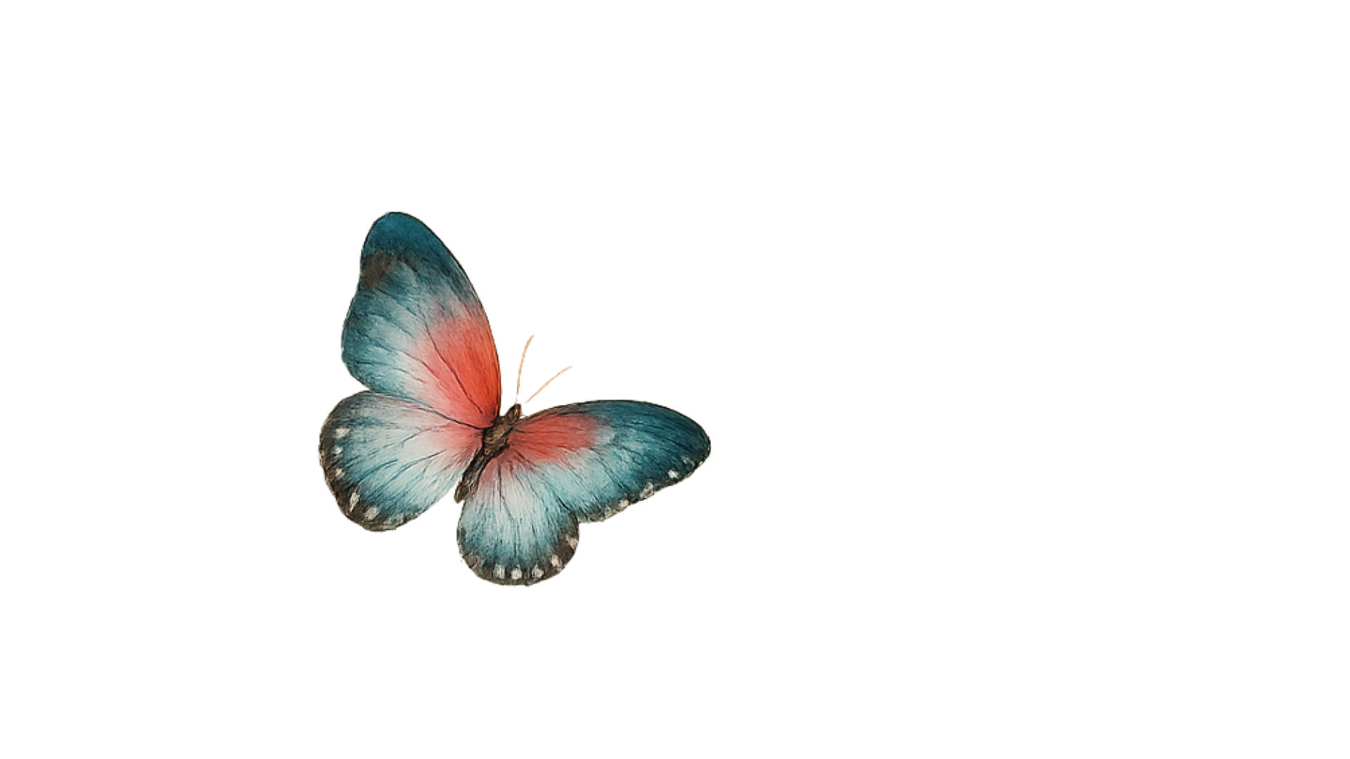 borboleta 4